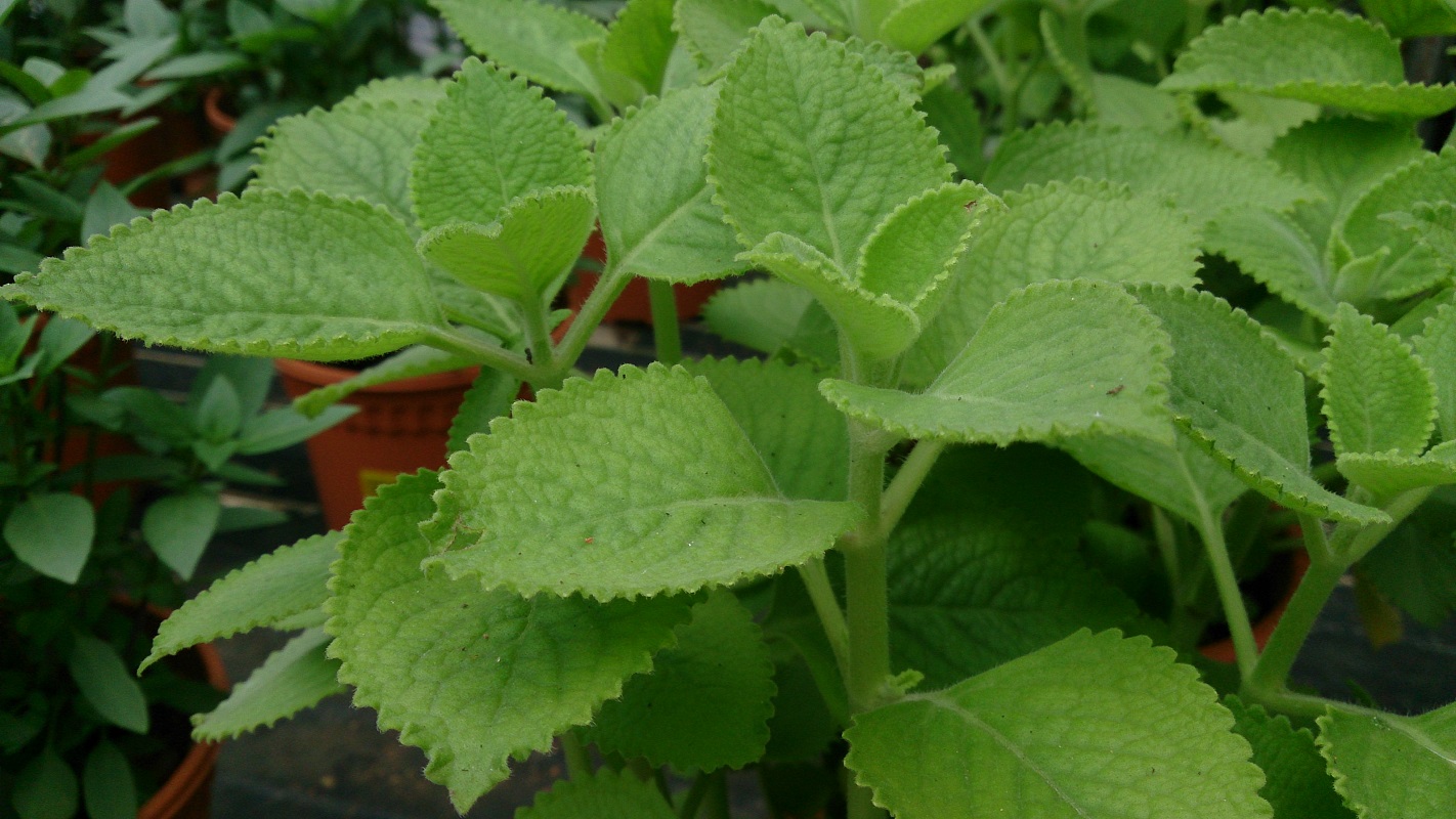 You are currently viewing Indian Borage