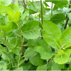 Read more about the article Beluntas (Pluchea indica)